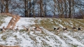 098_Biebrza - marzec 2013